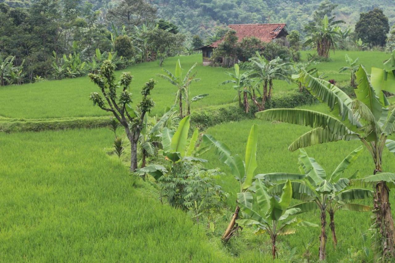 De Salak Homestay Bogor Eksteriør billede
